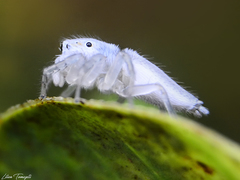 Eustiromastix spinipes