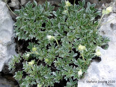 Potentilla apennina