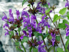 Lamium garganicum