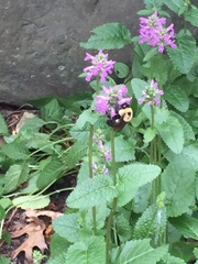 Bombus griseocollis