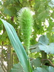 Angiospermae