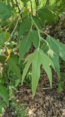 Platanus wrightii