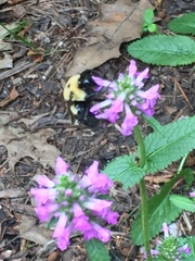 Bombus griseocollis
