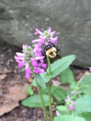 Bombus griseocollis