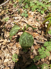 Trillium recurvatum