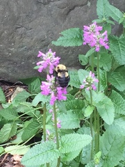 Bombus griseocollis
