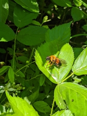 Laphria sacrator