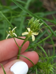 Sisymbrieae