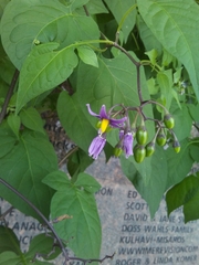 Solanum dulcamara
