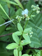 Galium oreganum