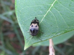 Glipa oculata