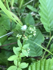 Galium oreganum