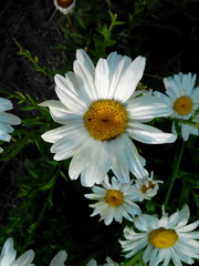 Magnoliopsida