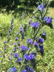 Echium vulgare