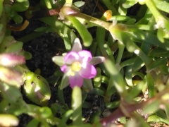 Spergularia marina