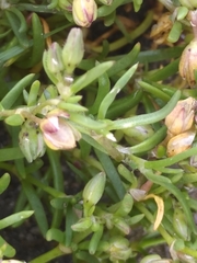 Spergularia marina