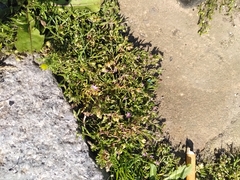 Spergularia marina