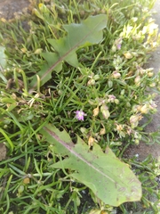 Spergularia marina