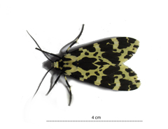 Eucereon consorta