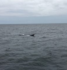 Balaenoptera borealis