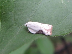 Acleris subnivana