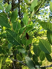 Diptera