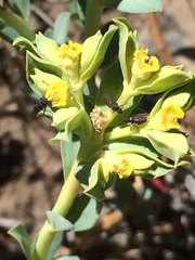 Euphorbia lurida