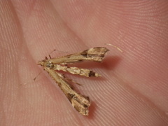 Platyptilia carduidactylus