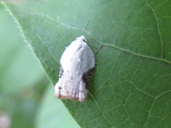 Acleris subnivana