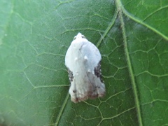 Acleris subnivana