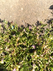 Spergularia marina