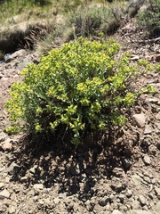 Euphorbia lurida