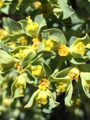 Euphorbia lurida