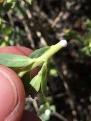 Euphorbia lurida