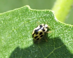 Propylea quatuordecimpunctata