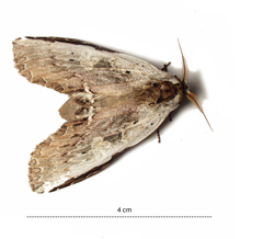 Lirimiris lignitecta