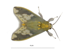 Castrica phalaenoides