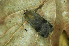 Noctua interposita