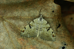 Macaria wauaria