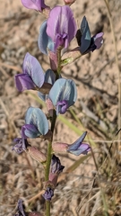 Oxytropis lambertii
