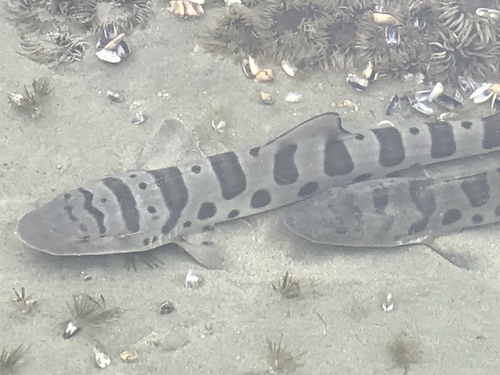 Leopard Shark, photo 9 of 10
