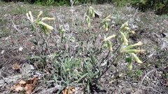 Onosma pseudoarenaria