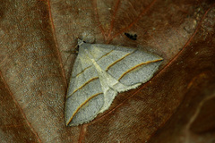 Colobochyla salicalis