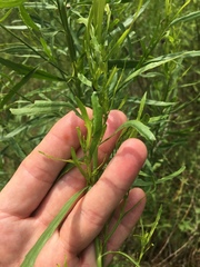 Baccharis neglecta