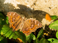 Precis octavia octavia