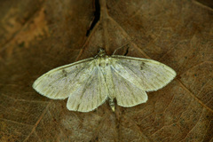 Anania perlucidalis