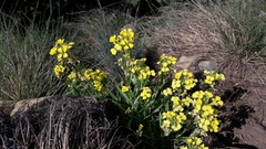 Erysimum rhaeticum