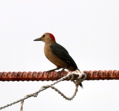 Melanerpes aurifrons