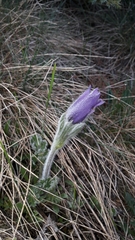 Pulsatilla halleri