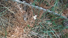Androsace adfinis